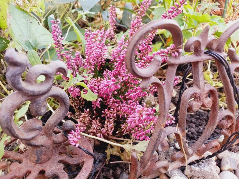  - Grădina 2021 continuare 3