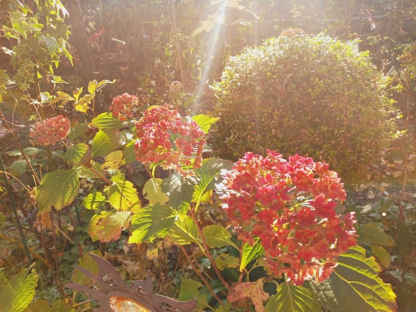  - Grădina 2021 continuare 3