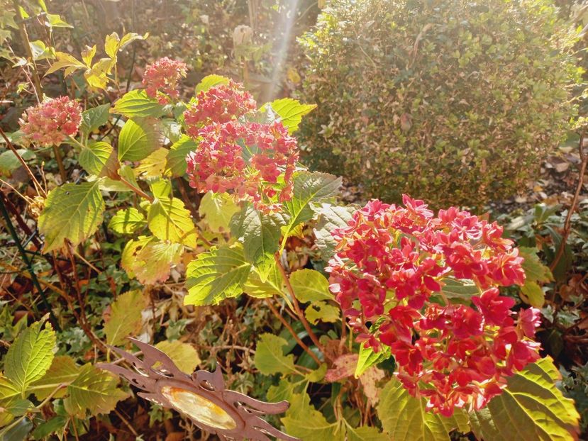  - Grădina 2021 continuare 3