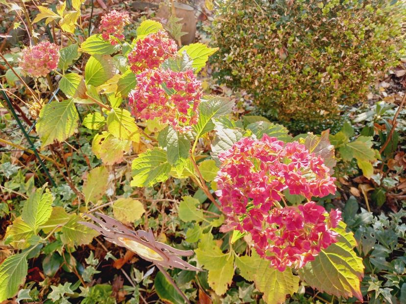  - Grădina 2021 continuare 3