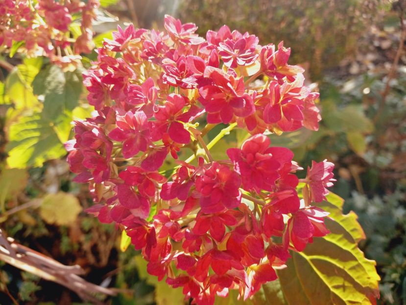  - Grădina 2021 continuare 3