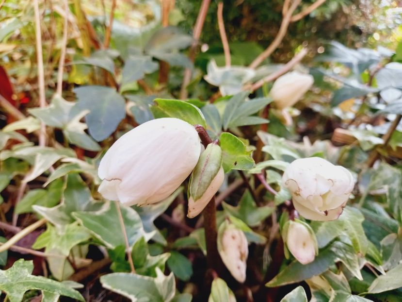  - Grădina 2021 continuare 3