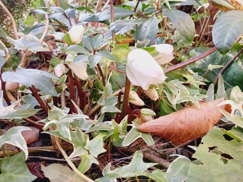  - Grădina 2021 continuare 3