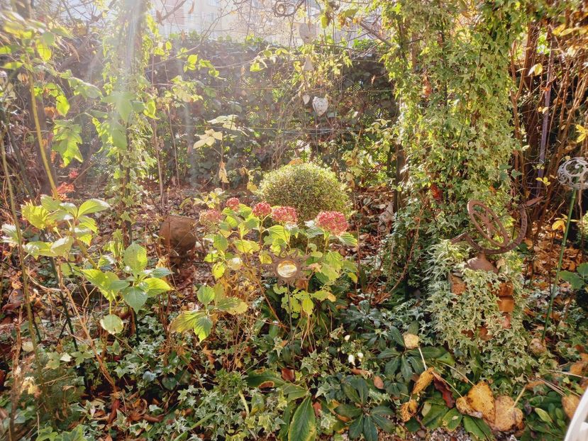  - Grădina 2021 continuare 3