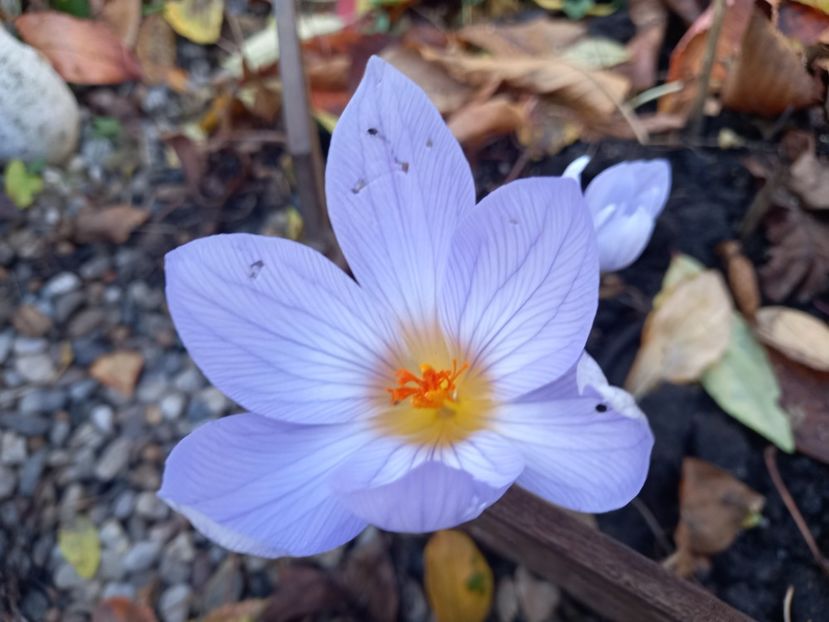  - Grădina 2021 continuare 3