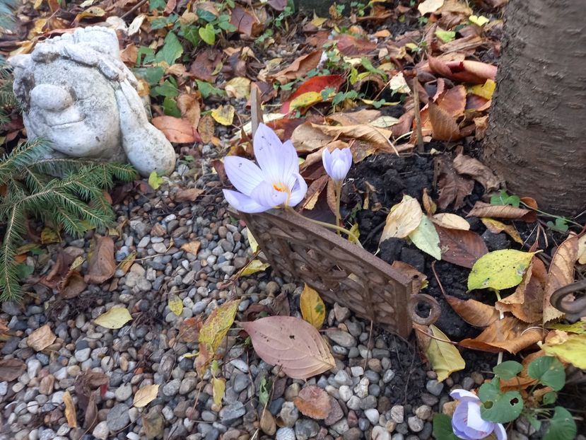  - Grădina 2021 continuare 3