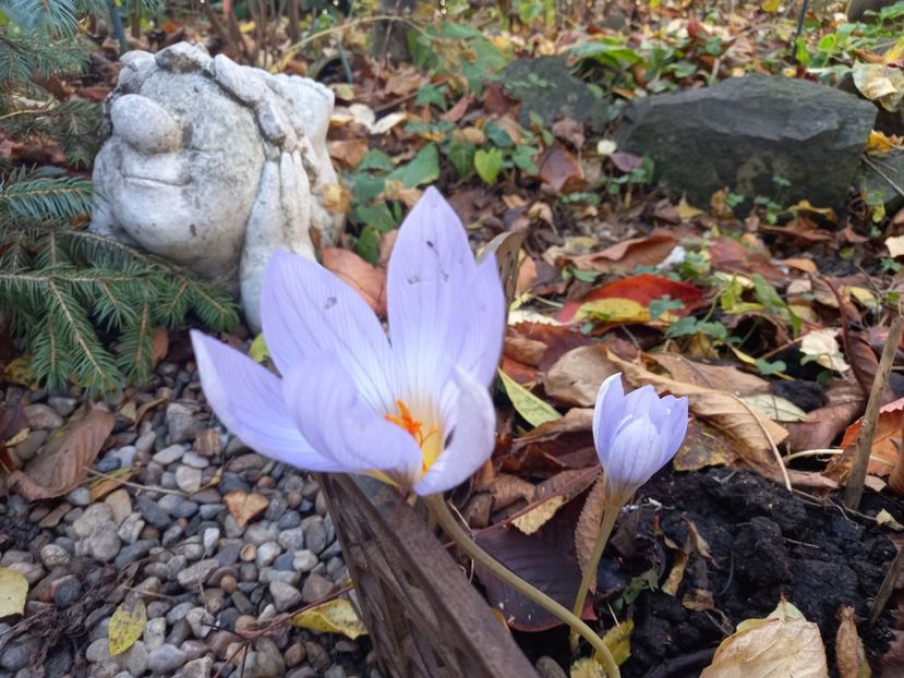  - Grădina 2021 continuare 3