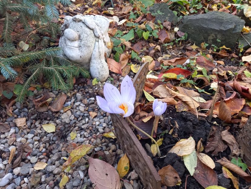  - Grădina 2021 continuare 3