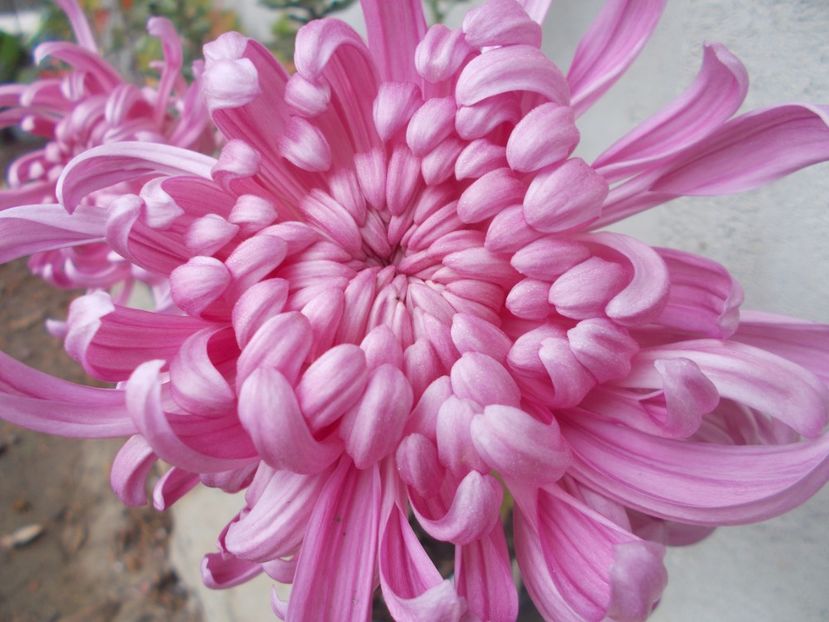  - CRIZANTEME SI TUFANALE 2021