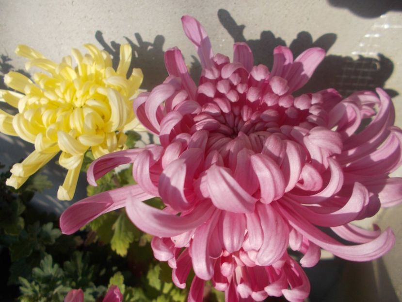  - CRIZANTEME SI TUFANALE 2021