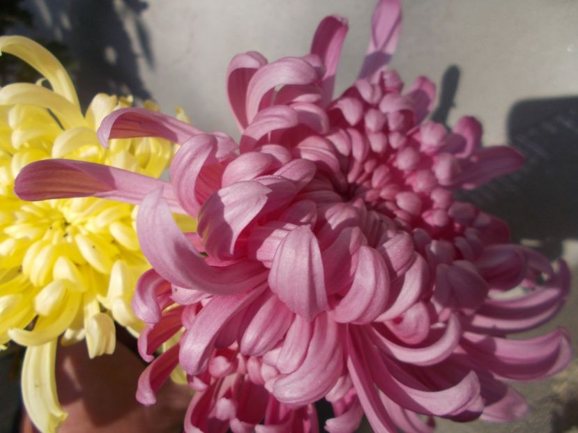  - CRIZANTEME SI TUFANALE 2021