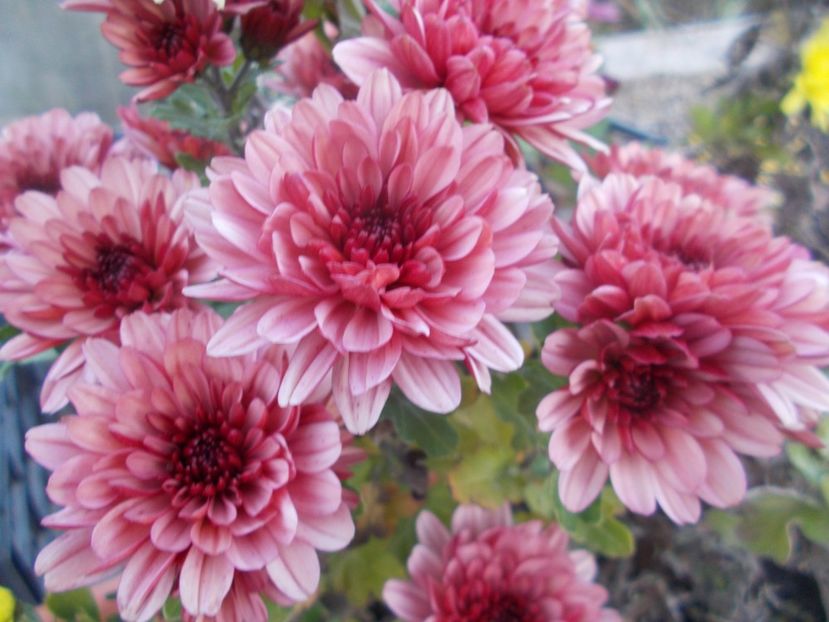  - CRIZANTEME SI TUFANALE 2021