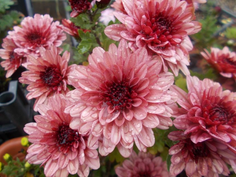  - CRIZANTEME SI TUFANALE 2021