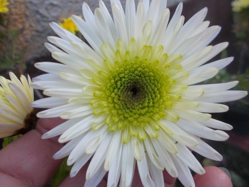  - CRIZANTEME SI TUFANALE 2021