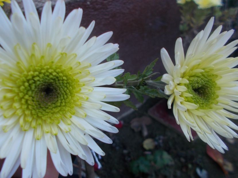  - CRIZANTEME SI TUFANALE 2021