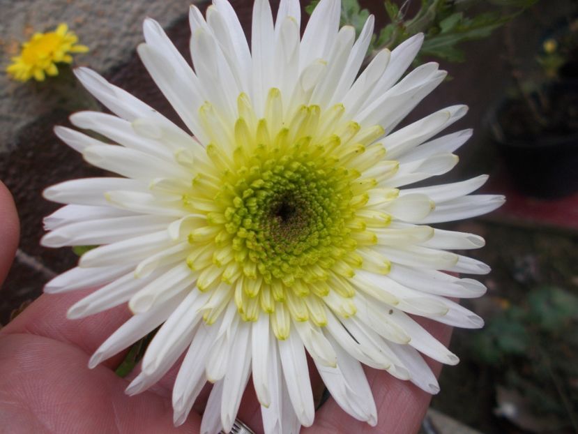  - CRIZANTEME SI TUFANALE 2021