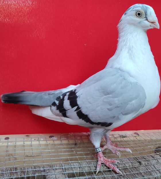 M 2016_ - Porumbei care mi-au aparținut 2