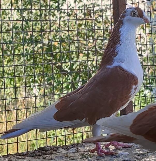  - Porumbei care mi-au aparținut 2