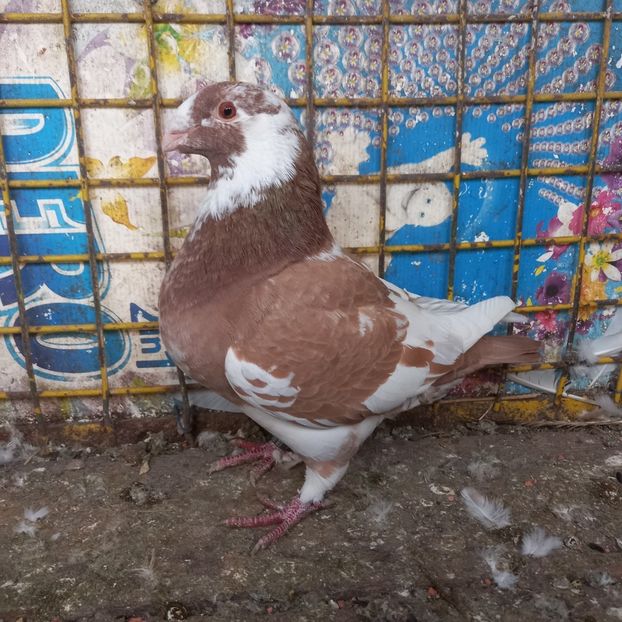 Femelă 2020 vîndută - AMERICAN GIANT HOMER VÂNDUȚI