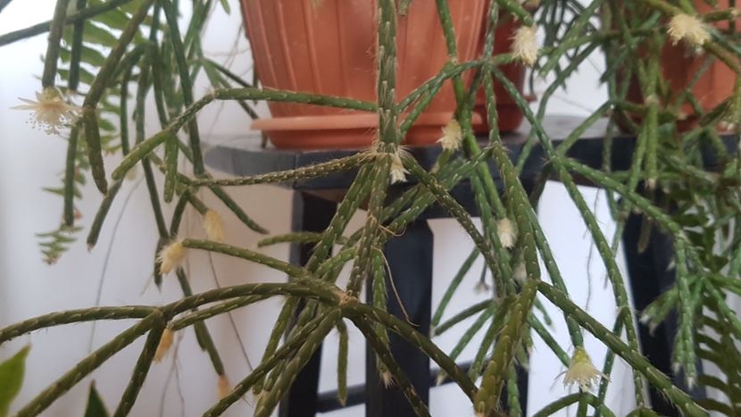  - Rhipsalis pilocarpa