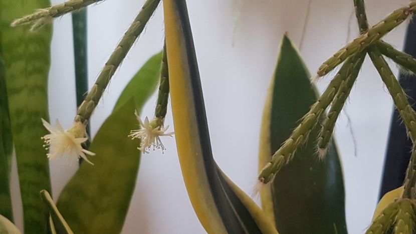  - Rhipsalis pilocarpa