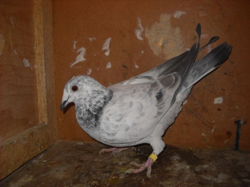  - PORUMBEI VANDUTI 2