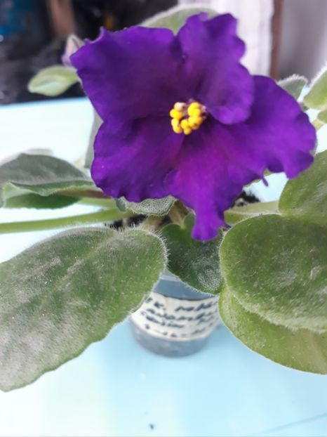  - EK Magnitania Anomalia