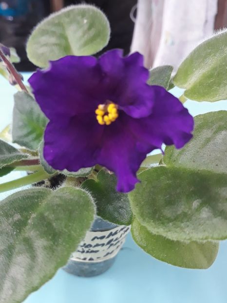  - EK Magnitania Anomalia