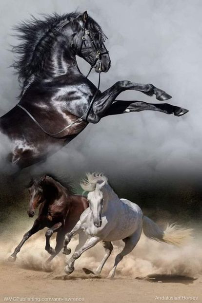  - Cai animale nobile