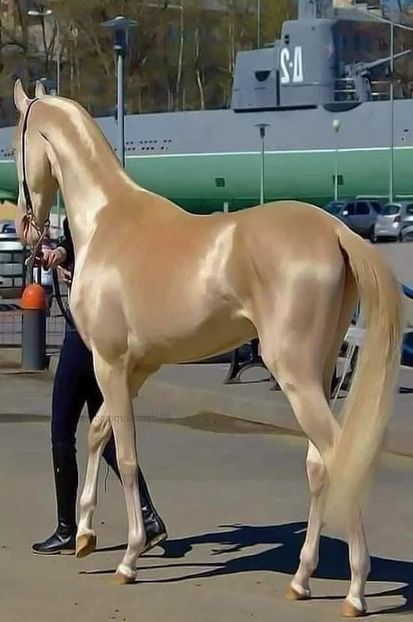  - Cai animale nobile