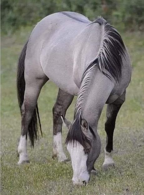  - Cai animale nobile