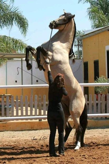  - Cai animale nobile