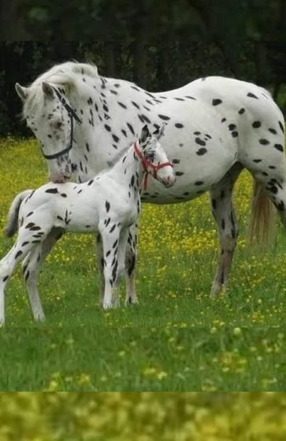  - Cai animale nobile