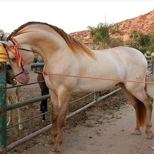  - Cai animale nobile