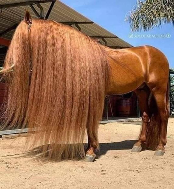  - Cai animale nobile