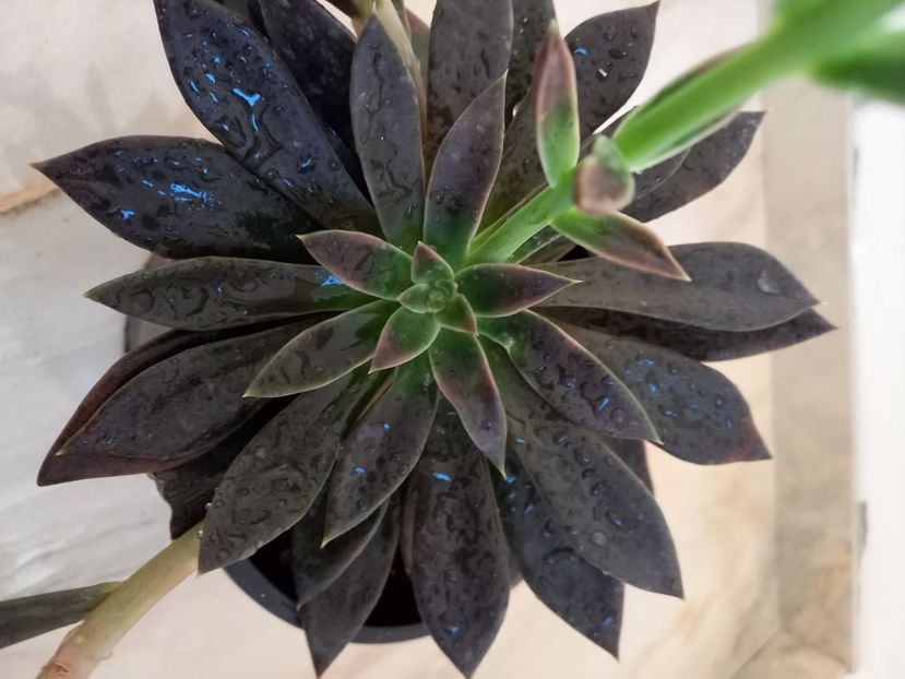  - Talmes Balmes 2021