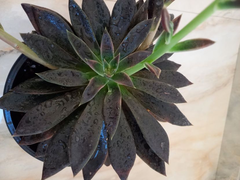  - Talmes Balmes 2021