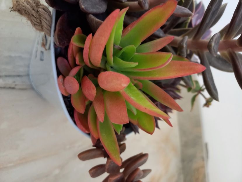  - Talmes Balmes 2021