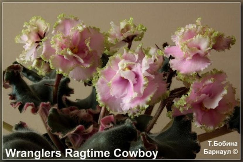 foto net - Wrangler s Ragtime Cowboy