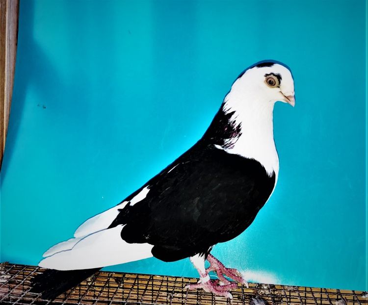 12513  mascul  2021 - Plecați ALBUM 3