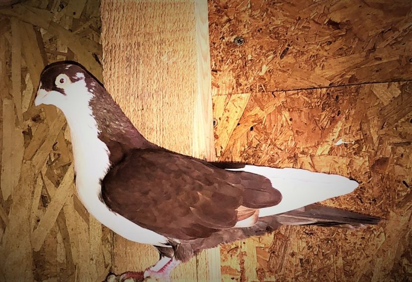 12435  mascul  2021 - B - perechi 2022