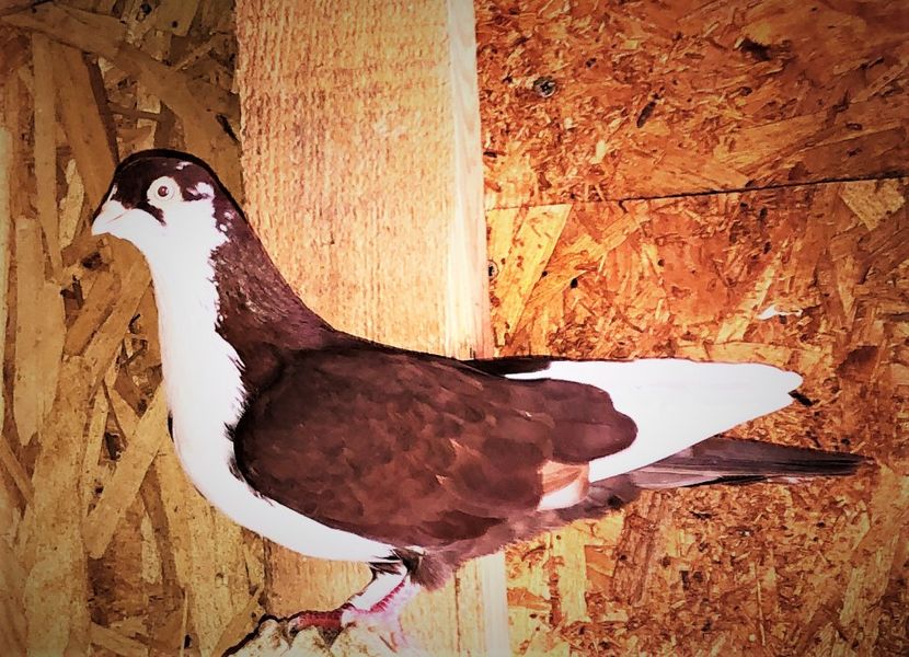 12435  mascul  2021 - Plecați ALBUM 3