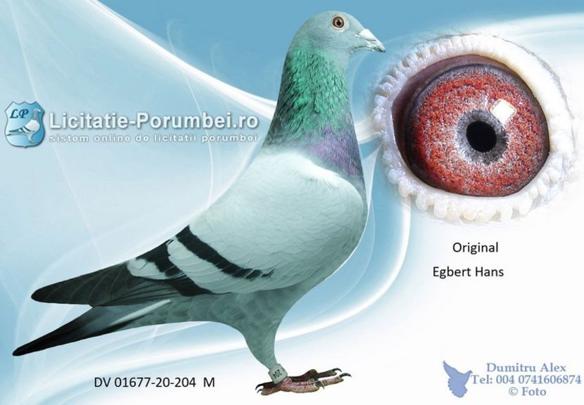  - Achizitii porumbei -2021