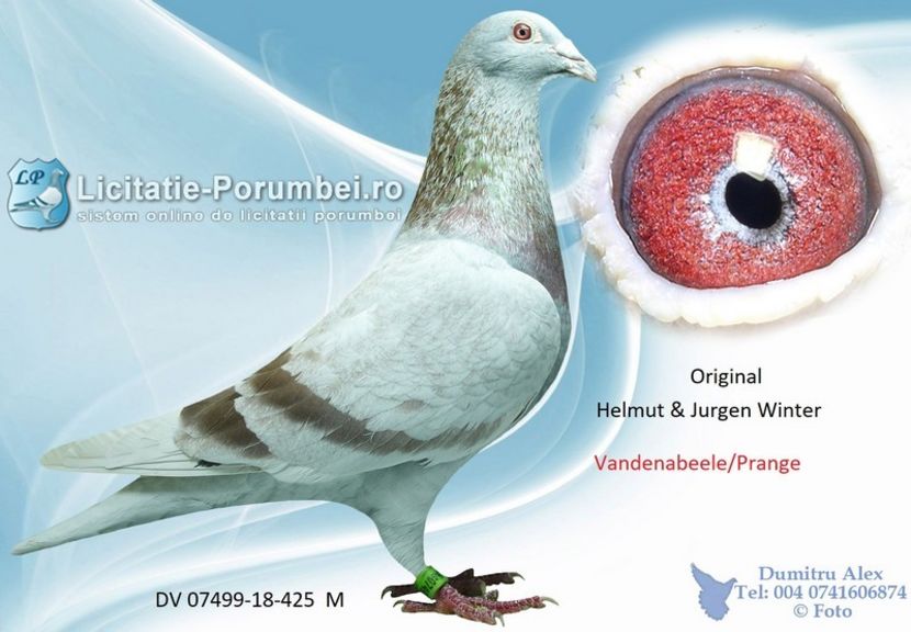  - Achizitii porumbei -2021