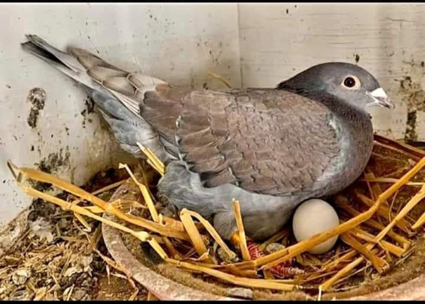  - Nu îmi aparțin 3