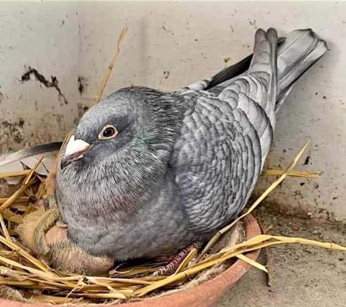  - Nu îmi aparțin 3