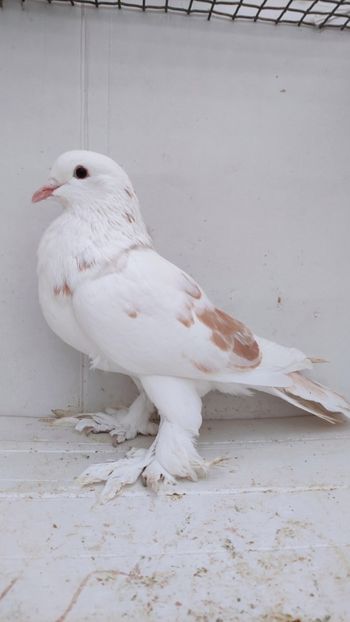 F 2020 - Por tapalagosi