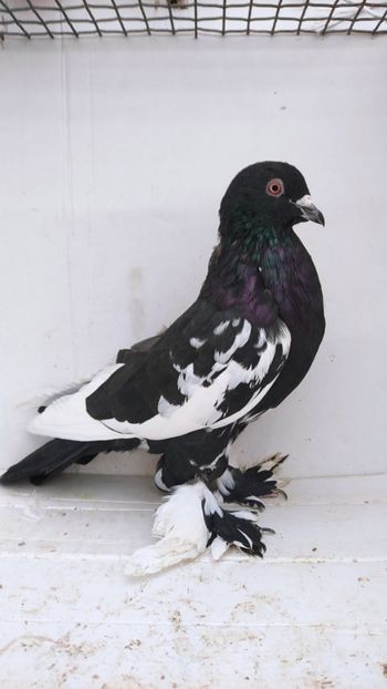 M 2019 - Por tapalagosi