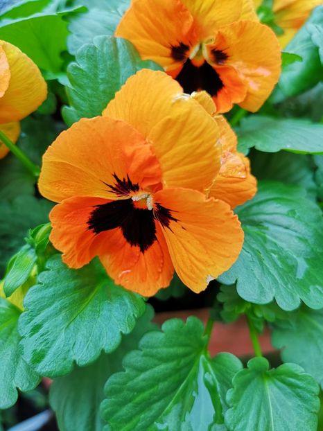 Panseluțe - 0 0 2021