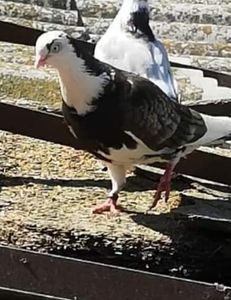  - PIERDERI  CAZATORI